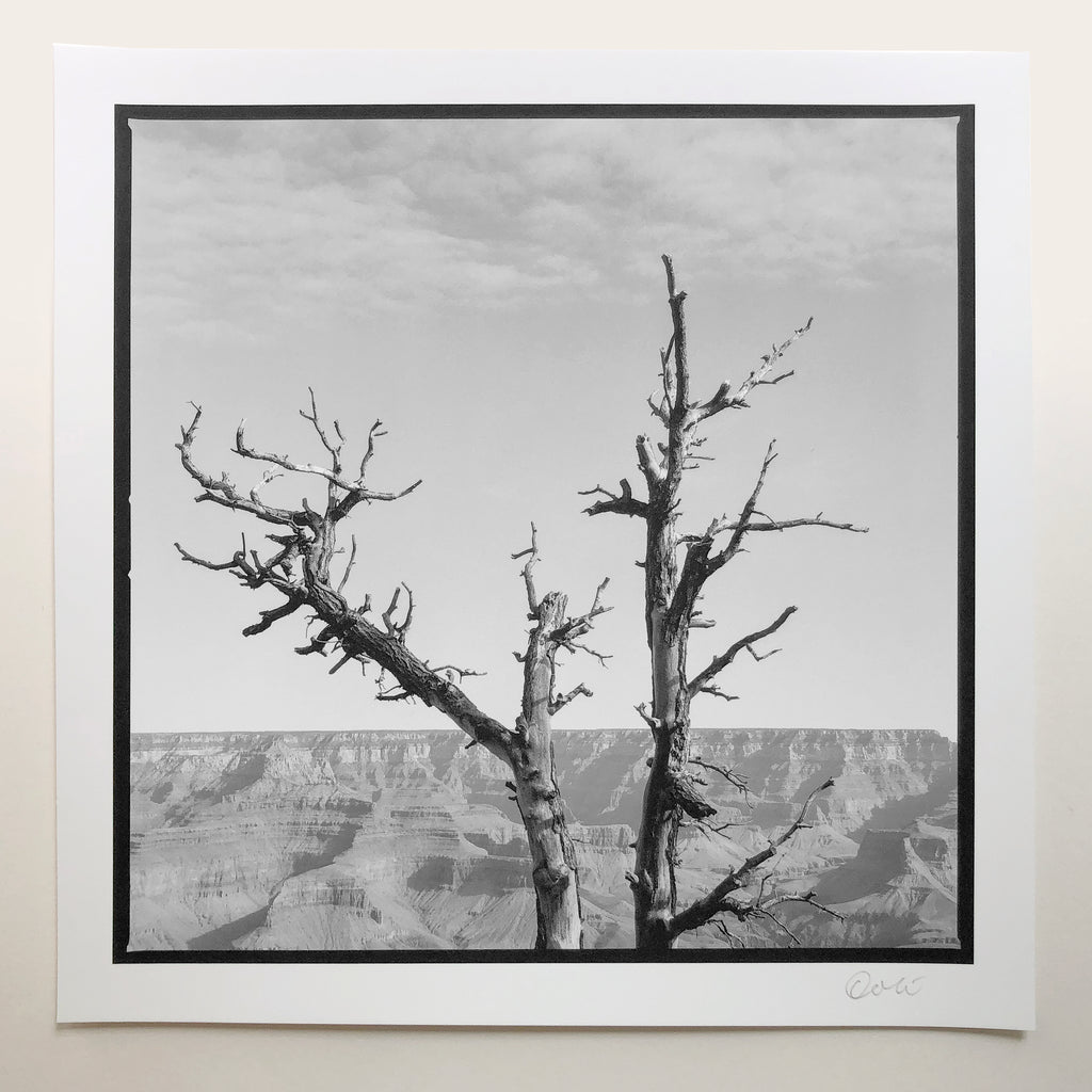 Grand Canyon Tree by Keith Dotson, black and white print on Hahnemühle Photo Rag Matt Baryta paper. The photograph was shot on medium format Cinestill Double X film. This is a sample print made by Keith Dotson for a YouTube video, offered at a special price.