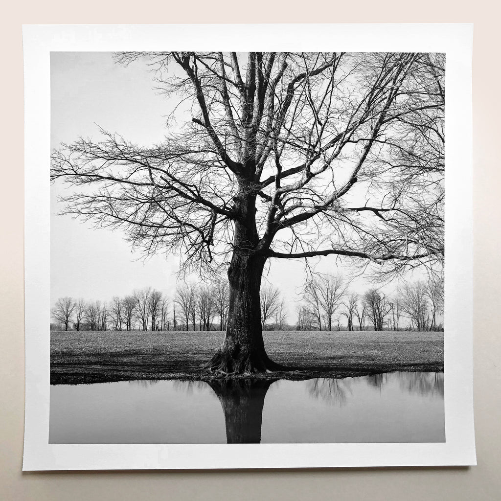 Tree Reflection Landscape photograph by Keith Dotson: black and white print on baryta coated paper. The photograph shows a large tree with barren branches reflecting in a still pond. This is a sample print made by Keith Dotson for a YouTube video, offered at a special price.