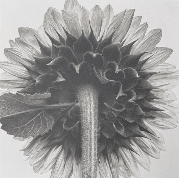 One-of-a-kind, handmade platinum/palladium print of the fuzzy stem on the back of a sunflower. Limited to an edition of 8 at this size plus two artist proofs, the price will increase with each sale.