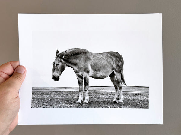 YouTube Sample Photographic Print: Sleepy Mule in South Dakota