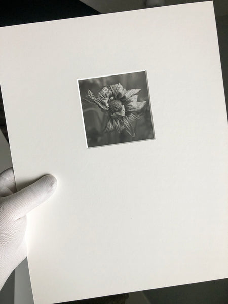 This photograph shows a close-up of a textured and wrinkled dead flower. Original handmade black and white photograph printed by Keith Dotson in his darkroom on Ilford Warm Tone gelatin silver fiber based matte-surface paper. This print is mounted on 4-ply acid-free white mounting board, with an ivory 4-ply over mat, and sealed in a plastic sleeve for protection. Image size is approximately 3.5 x 3.5 inches square. Signed by the artist on back of the mount.