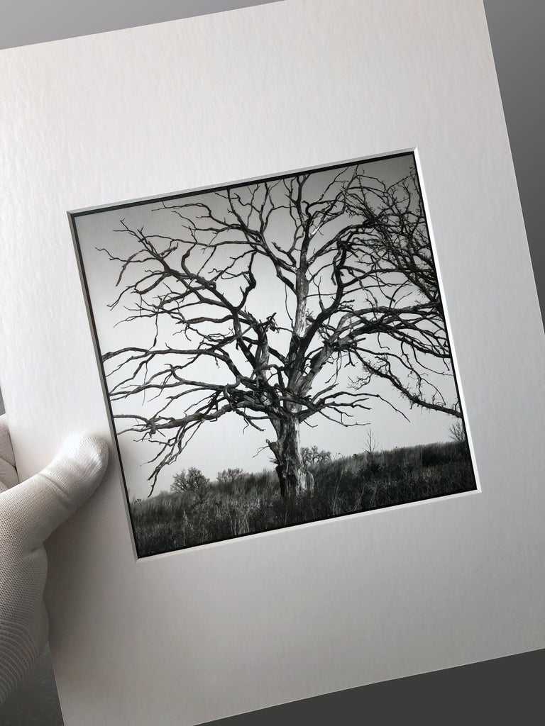 Barren Prairie Tree – Original Gelatin Silver Darkroom Photograph