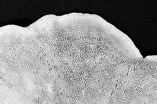 Black and white macro photograph of the textured and porous underside of a large coastline-shaped piece of tree fungus.