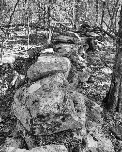 Black and white photograph of the long, historic stone wall running through the Kentucky landscape on the Collins Farm.