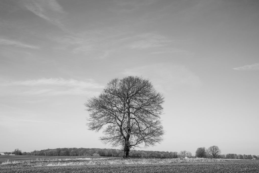 Black and white landscape photograph of a gently rolling farm landscape in the American South, focused on a single mighty tree.
