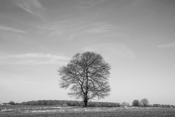 Black and white landscape photograph of a gently rolling farm landscape in the American South, focused on a single mighty tree.