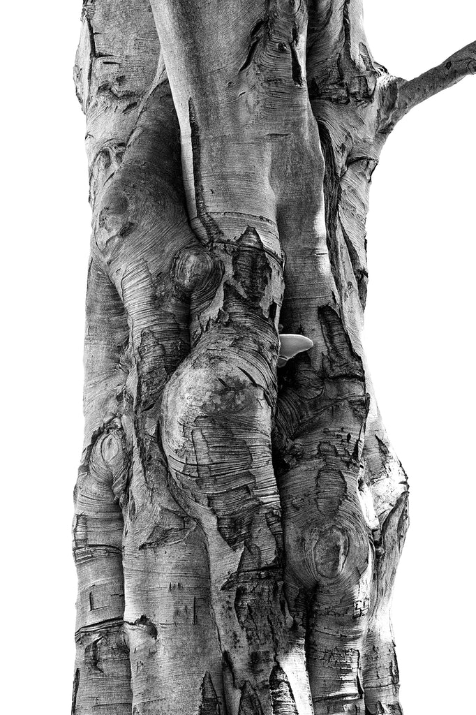 Black and white detailed photograph of interesting textures and lines moving over and around the shape of the trunk of a giant tree found in New England.