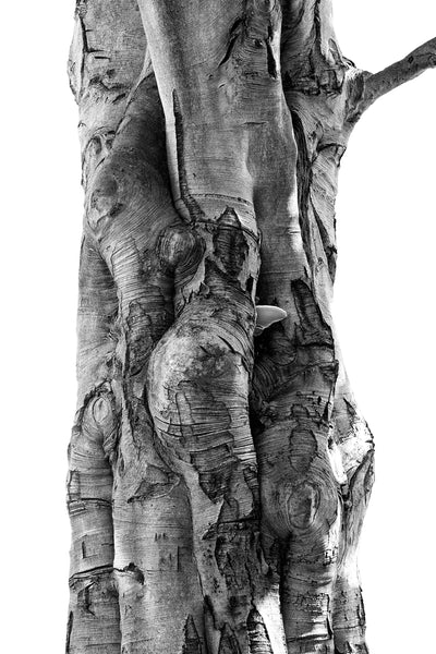 Black and white detailed photograph of interesting textures and lines moving over and around the shape of the trunk of a giant tree found in New England.