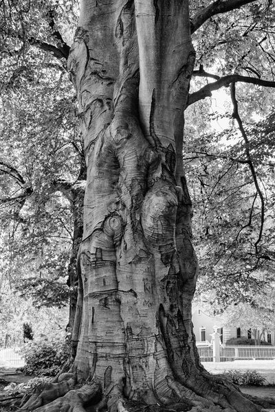 Black and white photograph of a massive and gnarly old shade tree found on the lawn of Ropes Mansion, built 1720s in Salem, Massachusetts.