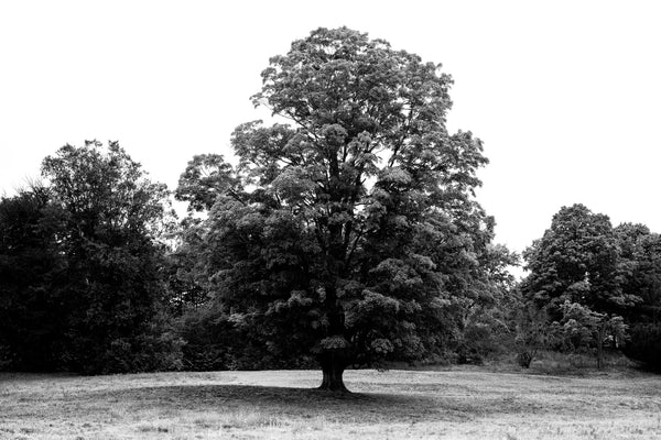 Black and white photograph of a magnificent tree in the soft light of a rainy day in the landscape at Concord Massachusetts