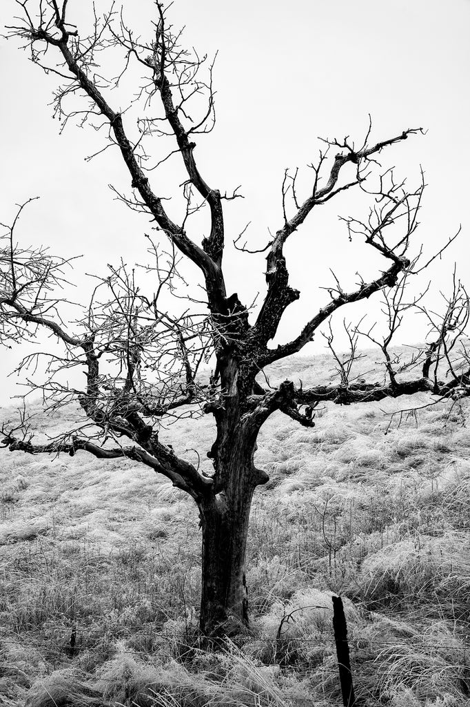 Black and white photograph of a barren tree amidst a frosty rural landscape.