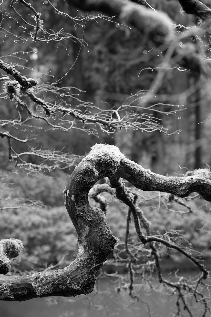 Black and white photograph of the famous and much-photographed Japanese Maple tree at the Portland Japanese Garden, photographed on a rainy winter day.