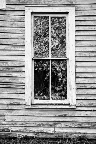 Black and white photograph of the window of an abandoned old house in the American South that's filled of ivy.