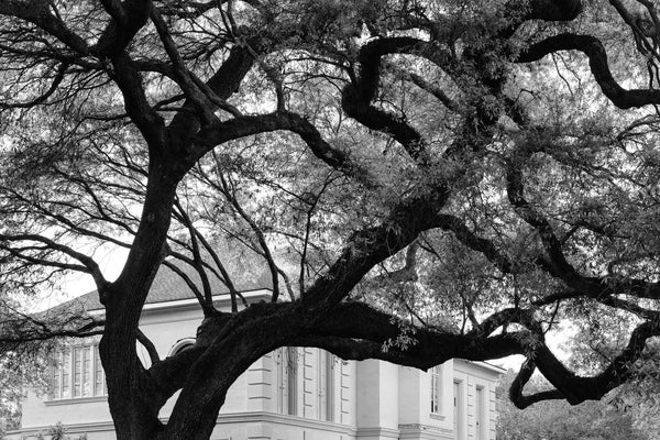 New Orleans Giant Live Oak Tree - Black and White Photograph (KD13778X)