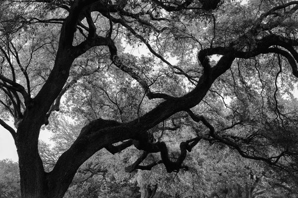 Black and white photograph of the twisted and gnarly branches of a tall southern live oak tree in spring time.