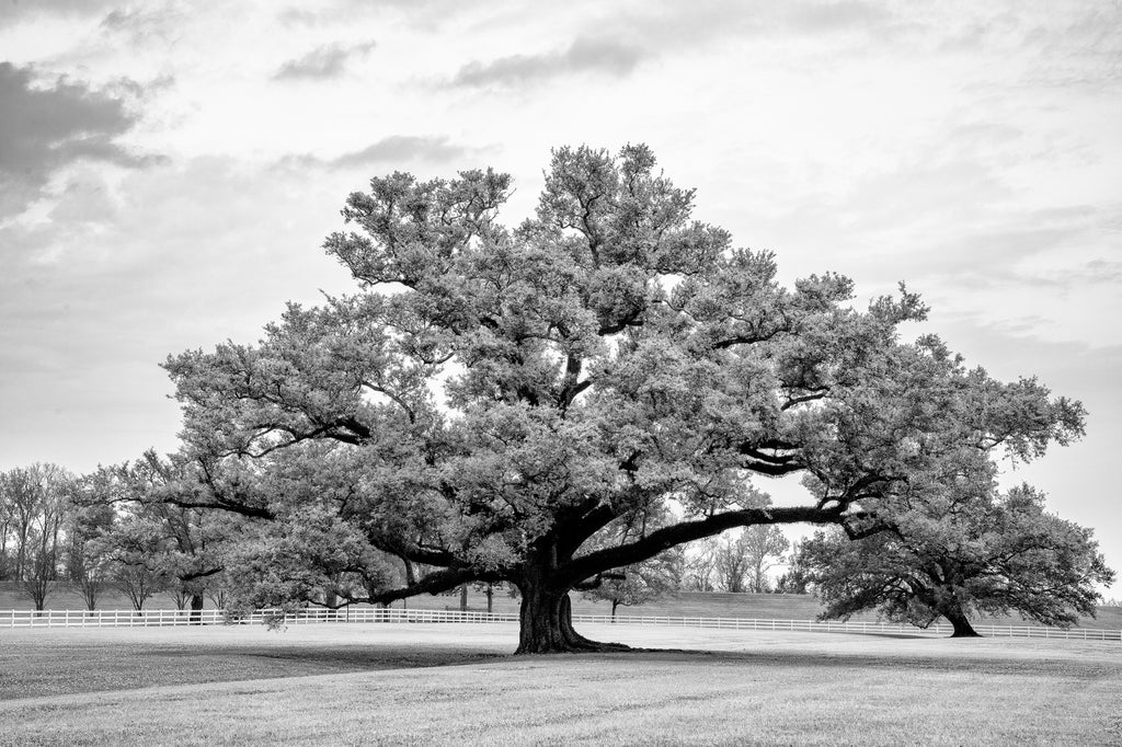 Black and white landscape photograph featuring an ancient broad and tall live oak tree.