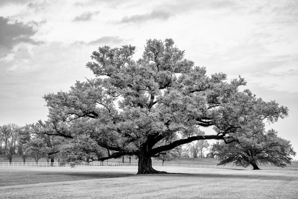 Black and white landscape photograph featuring an ancient broad and tall live oak tree.