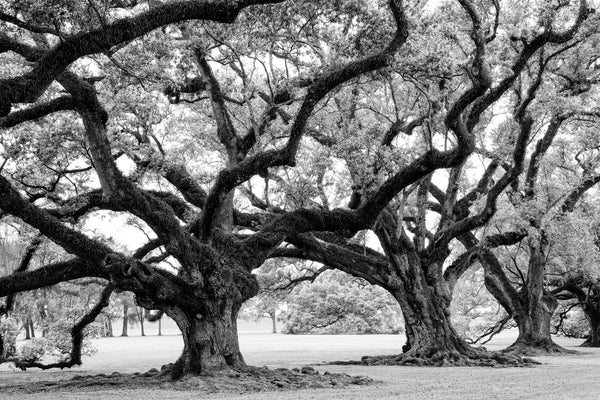 Black and white landscape photograph of a row of giant southern oak trees with huge gnarly branches reaching overhead.