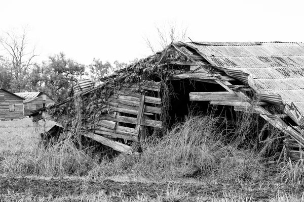 Black and white photograph of the roof of a fallen old wooden barn deep in the American South.