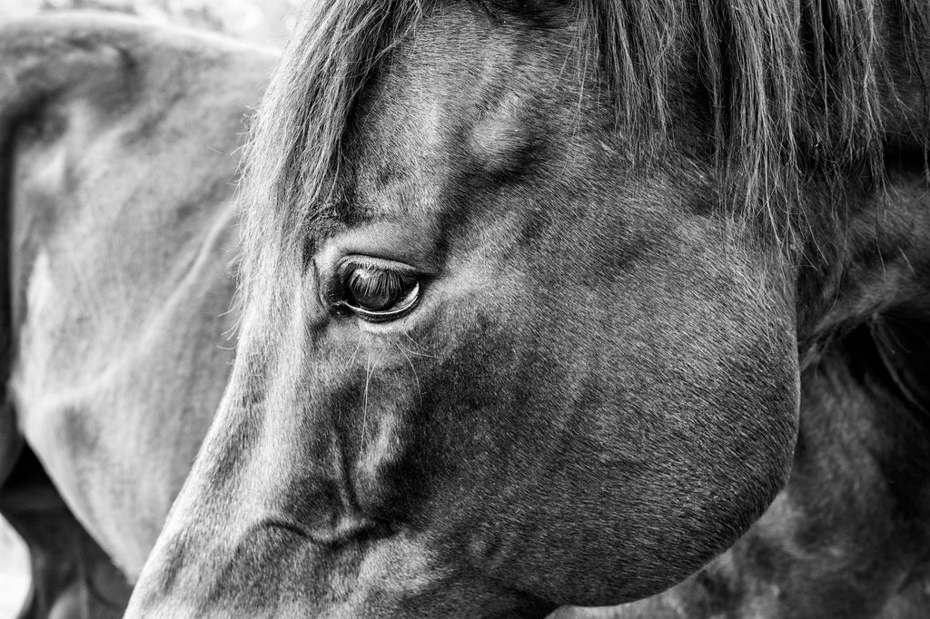 Black and white close-up photograph of a dark horse with long eyelashes.