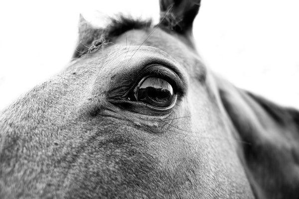 Black and white close-up photograph of the reflection in the eye of a horse.