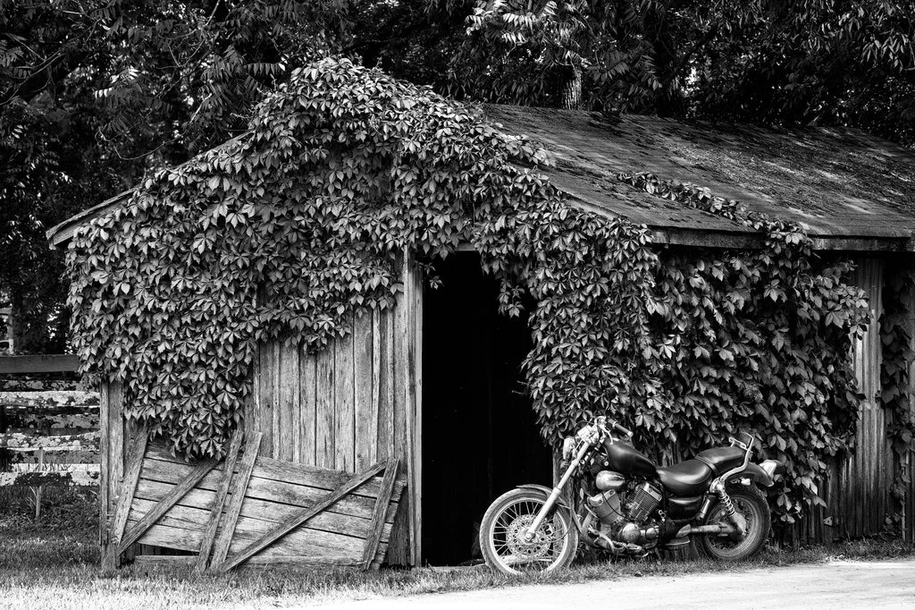 Black and white photograph of a black motorcycle parked alongside the open door of an old wooden shed covered with ivy.