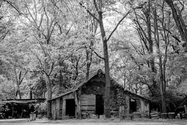 Black and white photograph of an old wooden hay barn covered in ivy and standing among a grove of tall leafy trees.