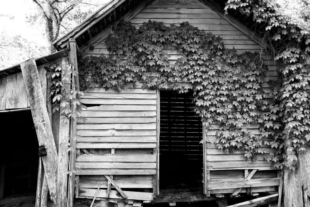 Black and white photograph of a swath of ivy growing across the front of an abandoned old wooden hay barn in rural America.