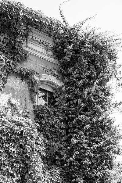 Black and white photograph of the window of a beautiful historic abandoned house that has been consumed by vines on Chapline Street in Wheeling, West Virginia.