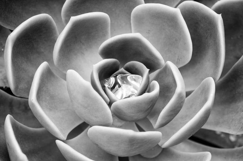 Black and white photograph of a succulent plant holding a shiny morning raindrop in its center.