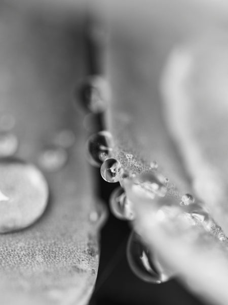 Black and white macro photograph of the sparkling raindrops from a summer morning rain shower on the leaves of a succulent plant.
