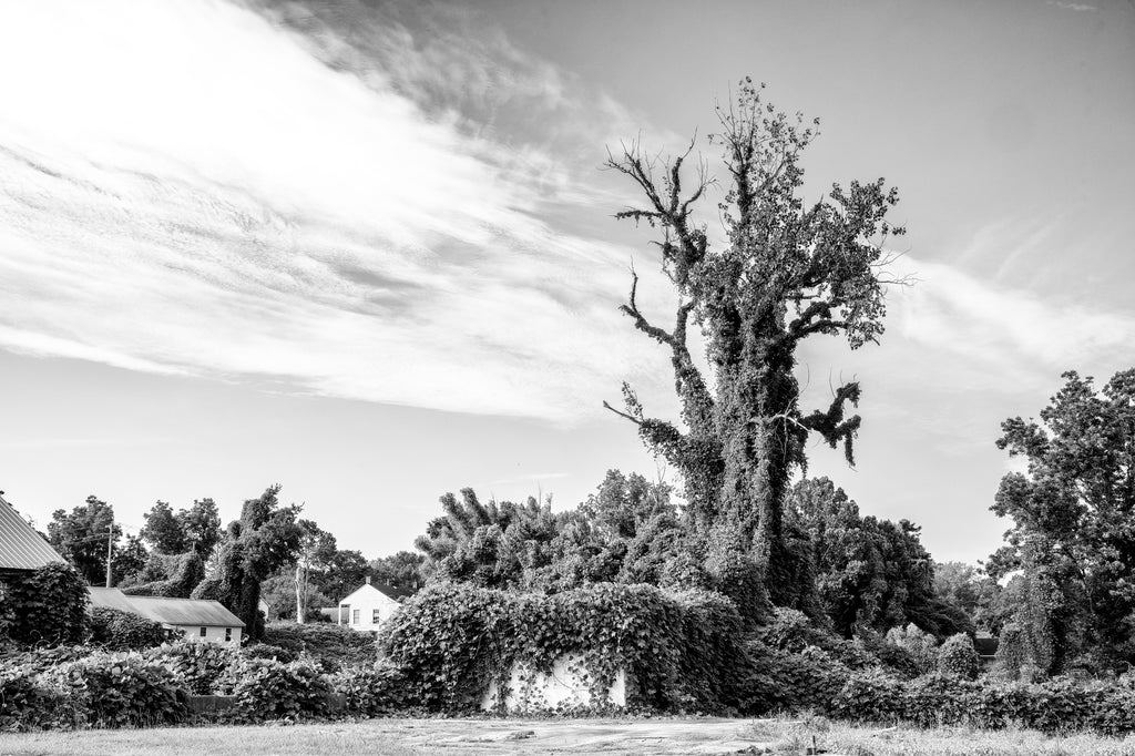 Black and white photograph of a tall tree and abandoned structures overtaken by Kudzu vines deep in the Mississippi Delta in the small town of Port Gibson.