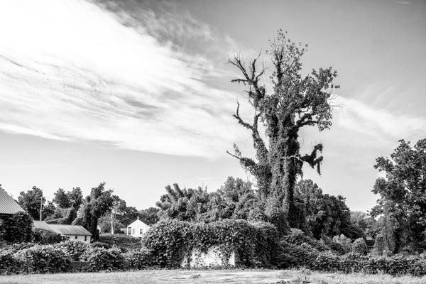 Black and white photograph of a tall tree and abandoned structures overtaken by Kudzu vines deep in the Mississippi Delta in the small town of Port Gibson.