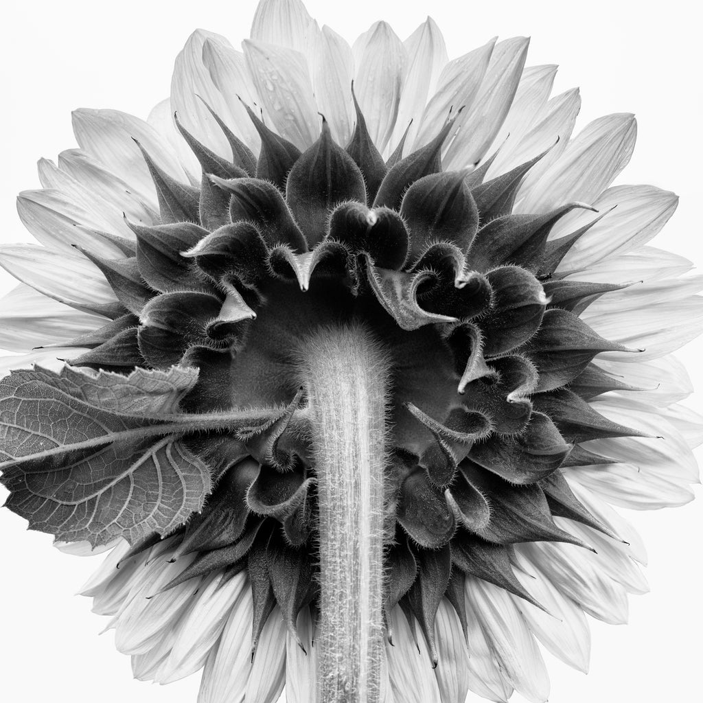 Black and white photograph of the fuzzy stem and petals of a sunflower seen from the back. (Square format)