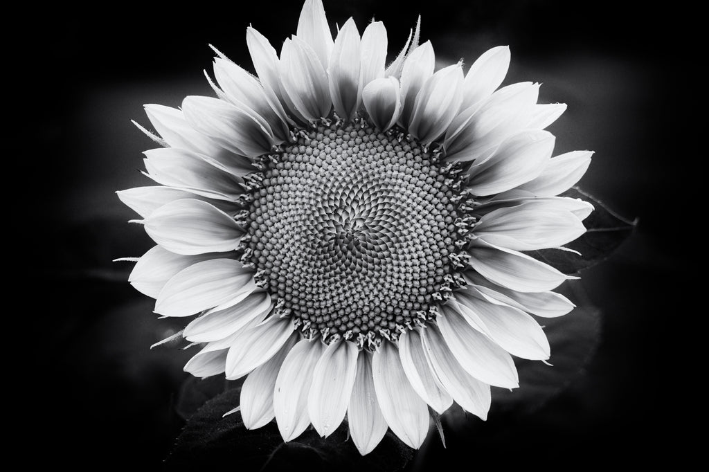 Black and white photograph of a sunflower captured in the soft light of a rainy morning.