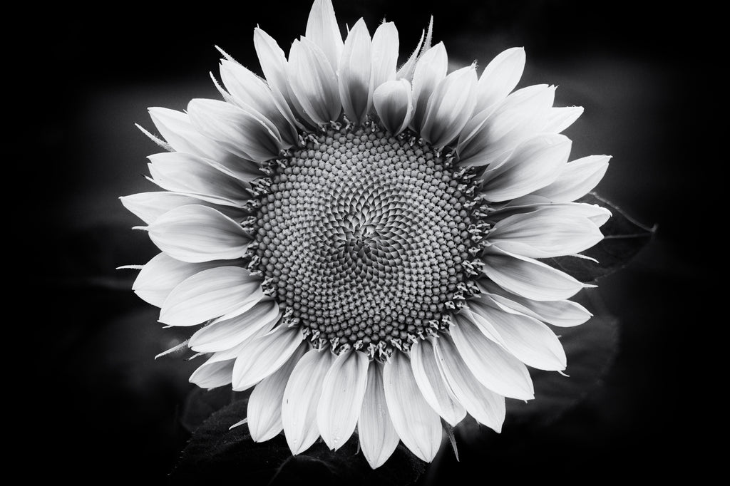 Black and white photograph of a beautiful fresh sunflower in summertime shot against a dark background.