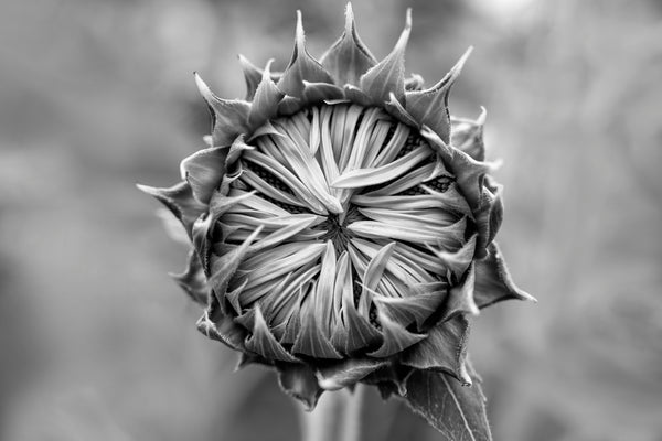 Black and white photograph of a new sunflower just beginning to open shot in the soft light of morning.