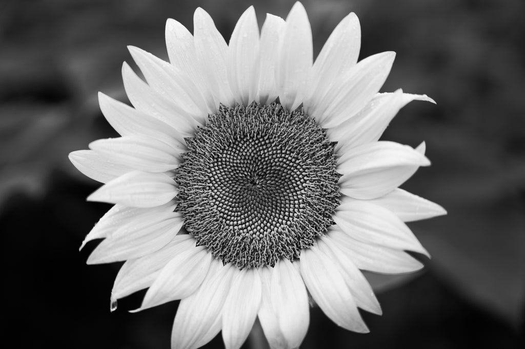 Black and white photograph of a bright sunflower on a rainy day with a single droplet on its petal.