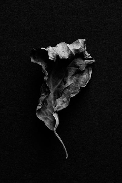 Black and white photograph of a fallen autumn leaf that has become curled and wrinkled in a beautiful way.