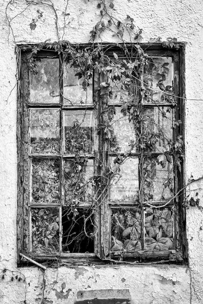 Black and white photograph of an ivy-covered window to one of the rooms of the historic Windsor Village Motel, which now stands abandoned in the small town of Pulaski, Tennessee.