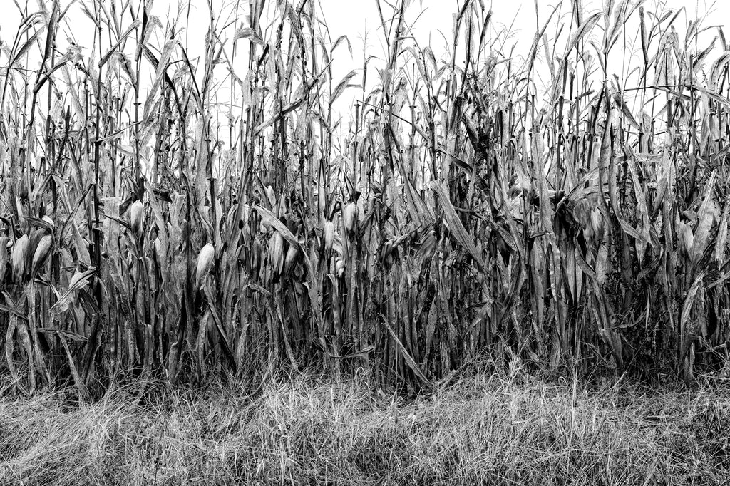 Black and white landscape photograph of the rhythmic textures of dry corn stalks standing in a field after the harvest has ended.
