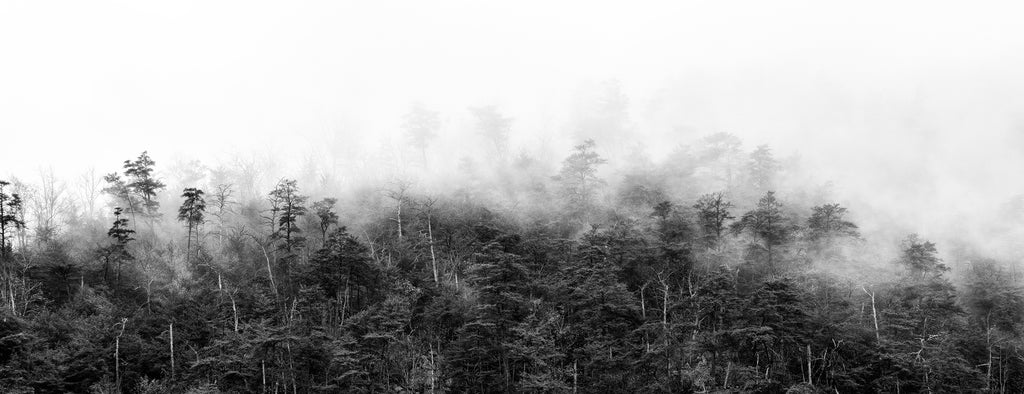 Black and white panoramic landscape photograph showing morning fog drifting between trees atop the Blue Ridge Mountains.