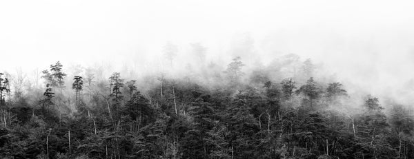 Black and white panoramic landscape photograph showing morning fog drifting between trees atop the Blue Ridge Mountains.