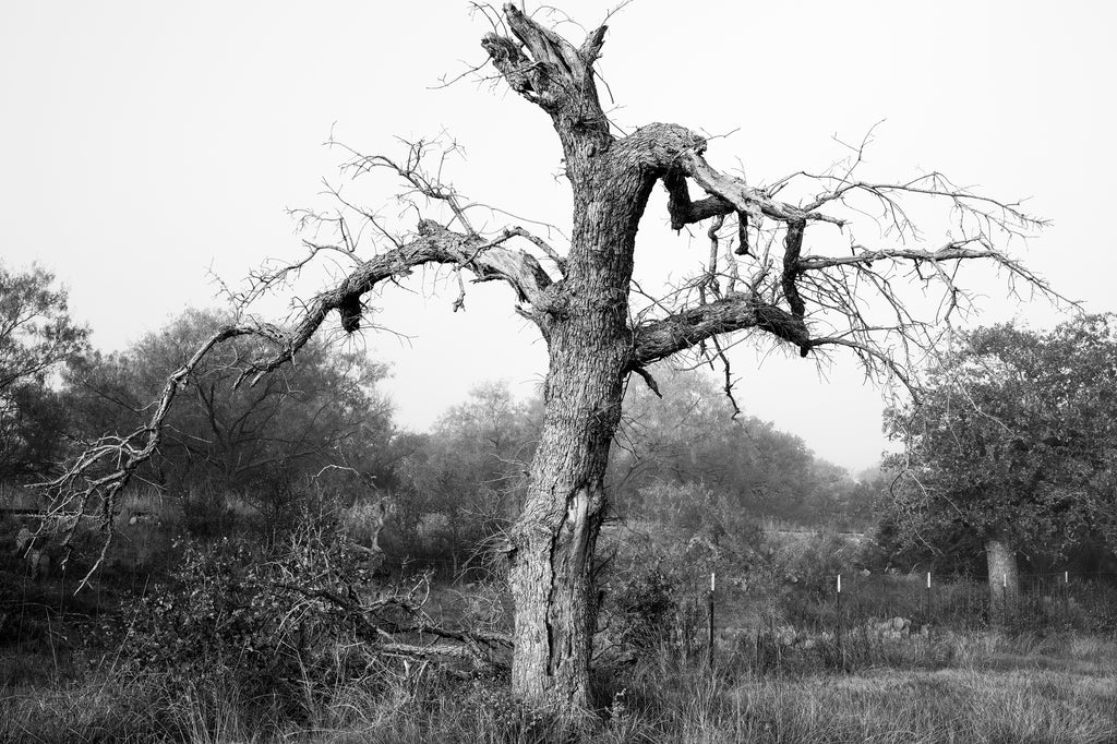 Black and white photograph of a gnarly old tree at sunrise in the ruggedly beautiful Texas Hill Country.