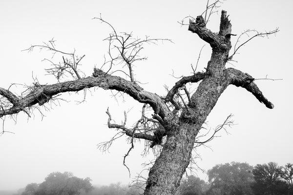 Black and white photograph of a gnarly old dead tree at sunrise on a foggy morning in the rugged Texas Hill Country.