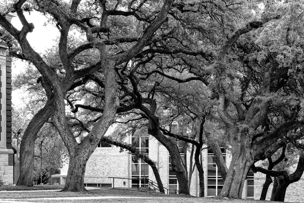 Black and white photograph of a grove of massive old trees towering amidst the architecture on the campus of the University of Texas at Austin.