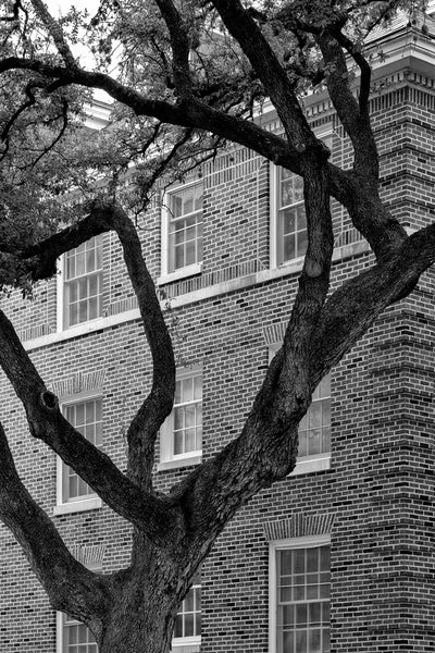 Black and white photograph of the branches of a huge tree spreading and twisting next to the brick exterior of a building on the campus of the University of Texas at Austin.