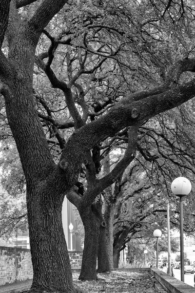 Black and white photograph of a row of huge trees lining Guadalupe Street, known as the drag, near the University of Texas at Austin.