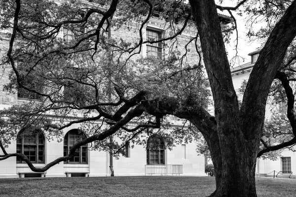 Black and white photograph of a huge old tree spreading its meandering branches across a green space on the campus of the University of Texas at Austin.
