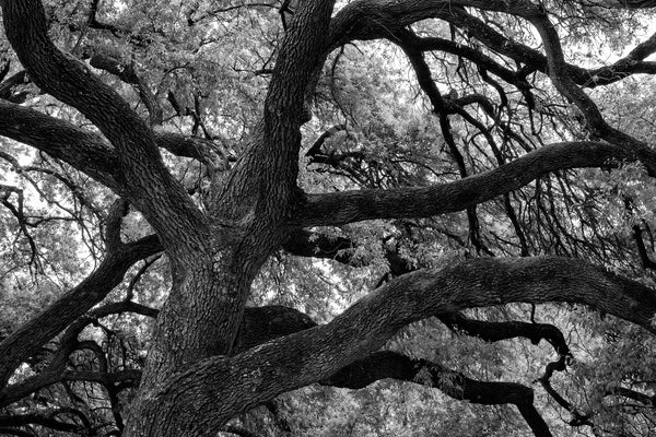 Black and white photograph of huge trees on the campus of the University of Texas at Austin.